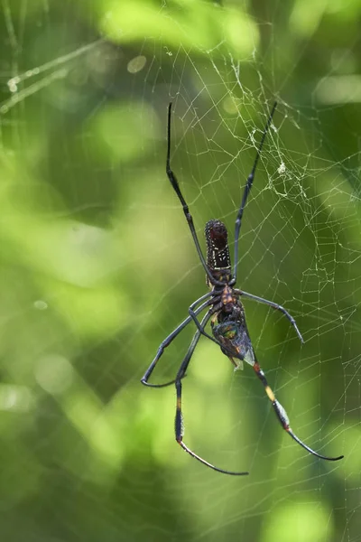Eine Vertikale Selektive Fokusaufnahme Einer Spinne Beim Nähen Eines Netzes — Stockfoto