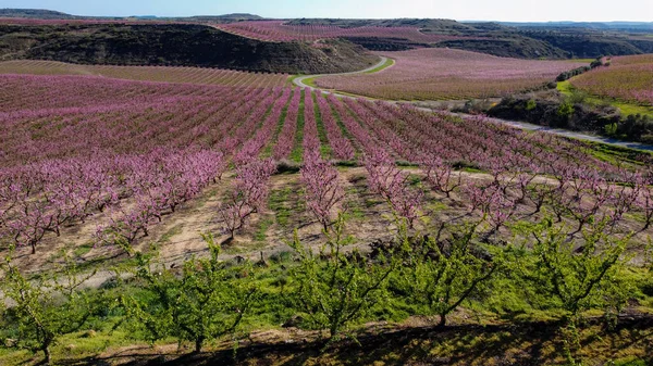 Una Plantación Árboles Frutales Campo Primavera — Foto de Stock