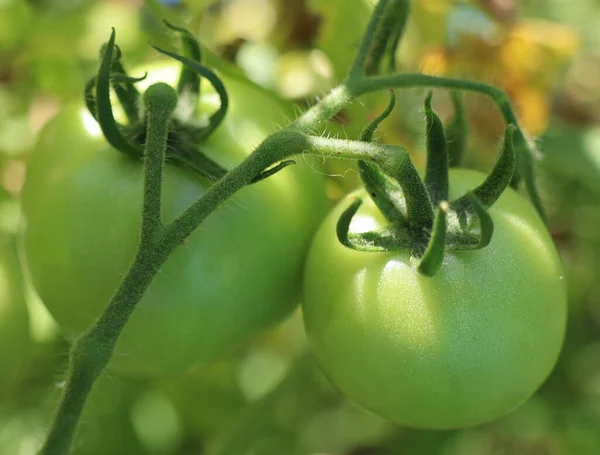 Een Close Van Groeiende Verse Groene Tomaten Garde — Stockfoto