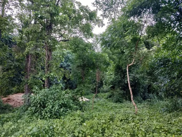 Plano Hermoso Paisaje Una Espesa Vista Del Bosque Durante Día —  Fotos de Stock