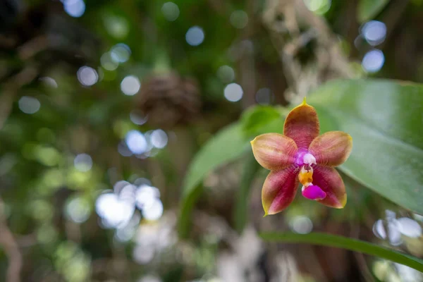 Płytkie Ognisko Orchidei Kwiat Ogrodzie Rozmytym Tle — Zdjęcie stockowe