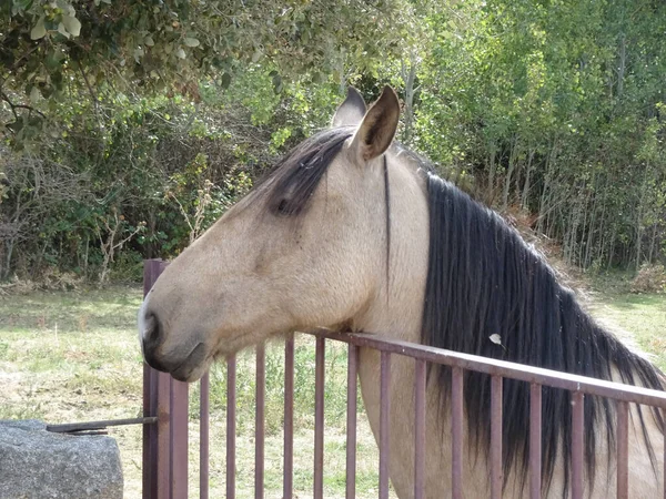 Ein Weißes Przewalski Pferd Hinter Einem Zaun — Stockfoto