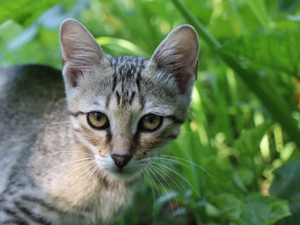 Eine Nahaufnahme Einer Schönen Gestreiften Flauschigen Katze Garten — Stockfoto