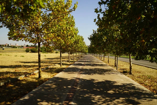 Jonge Groene Bomen Langs Steeg Het Park — Stockfoto