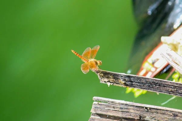 一只蜻蜓在绿色模糊的背景上挂在木头上 — 图库照片