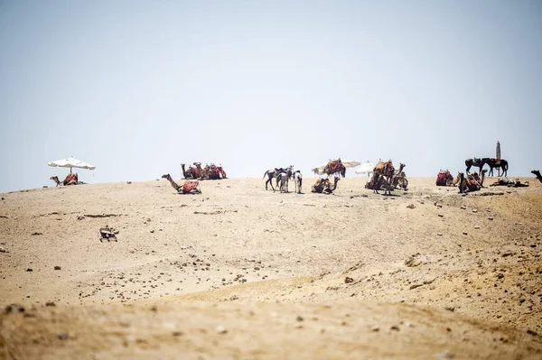 Численні Верблюди Чекають Туристів Пустельному Піску — стокове фото