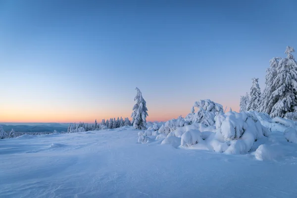 Прекрасный Вид Вечнозеленые Деревья Покрытые Густым Белым Снегом Горах — стоковое фото