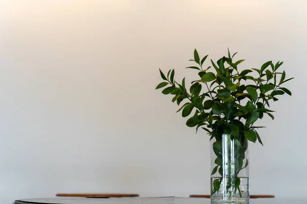 Una Pianta Verde Vaso Tavolo Uno Sfondo Bianco — Foto Stock