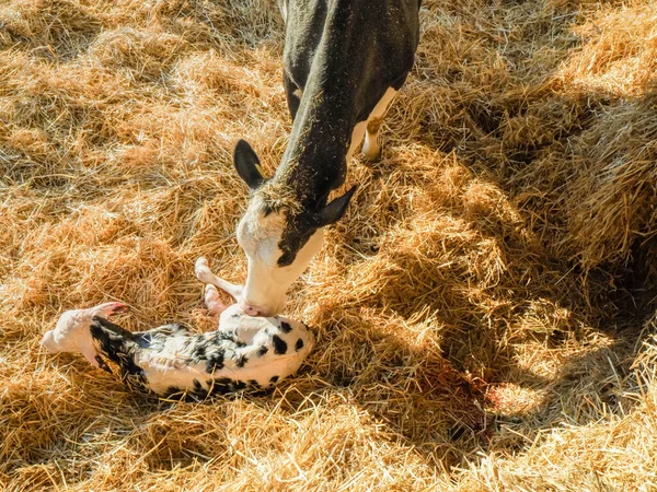 Primer Plano Ternero Recién Nacido Holstein Siendo Atendido Por Madre —  Fotos de Stock