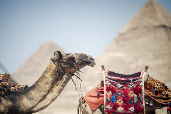 이집트의 기자에 피라미드 앞에서 낙타의 아름다운 — 스톡 사진