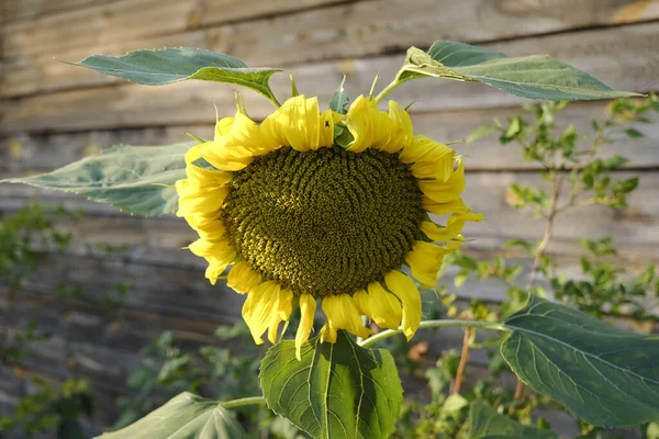 Closeup Sunflower Background Wooden Fence Garden — Stock Photo, Image