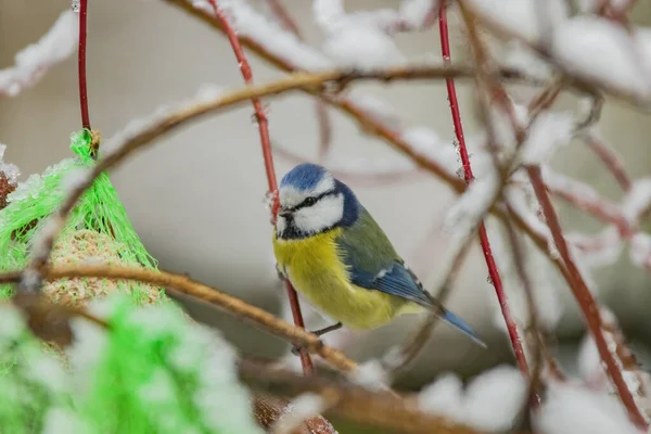 Closeup Shot Blue Tit Bird Sitting Branch Snowy Twigs — Stock Photo, Image