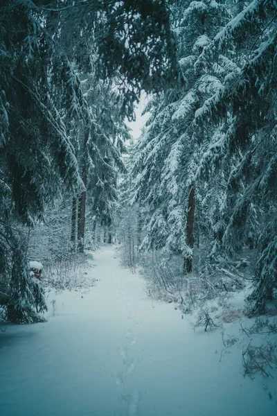 Прекрасний Вид Соснові Дерева Вкриті Снігом Оточує Засніжений Шлях Лісі — стокове фото