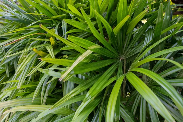 Detailní Záběr Jasně Zelených Listů Rostlin Palmera Zahradě — Stock fotografie