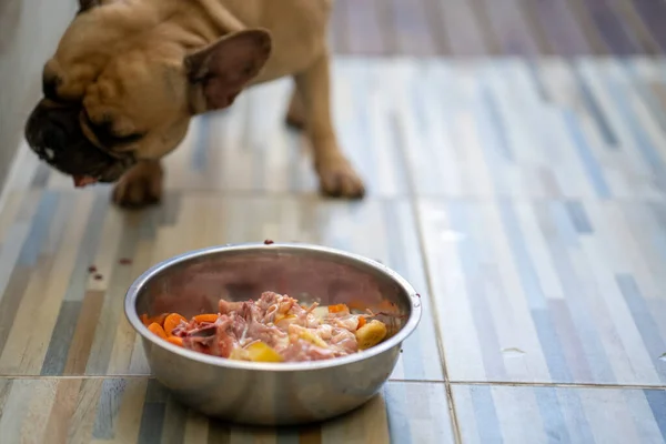 Lindo Bulldog Francés Comiendo Huesos Pollo Crudos Tazón Metal — Foto de Stock