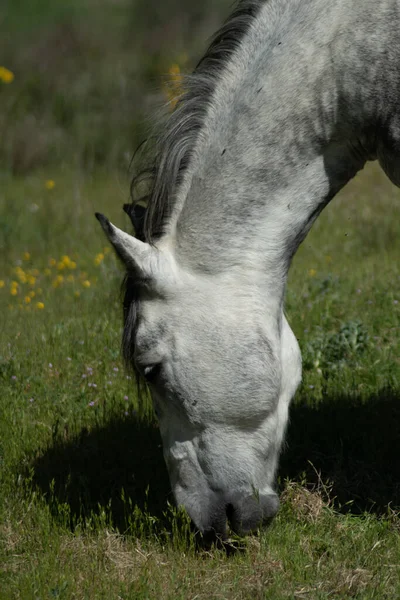 Вертикальный Снимок Серого Коня Пасущего Траву Поле — стоковое фото
