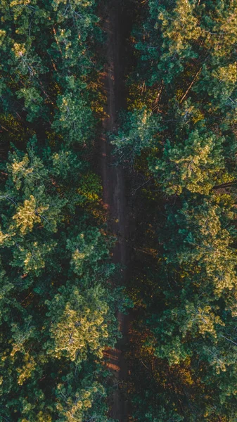 Een Verticaal Zicht Vanuit Lucht Een Weg Omringd Door Bomen — Stockfoto