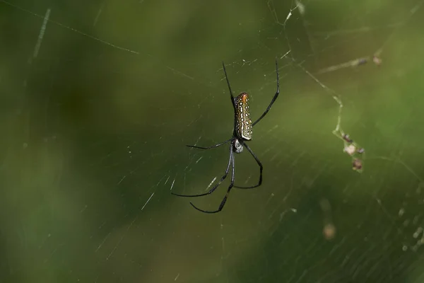 Tiro Foco Seletivo Uma Aranha Costurando Uma Teia — Fotografia de Stock