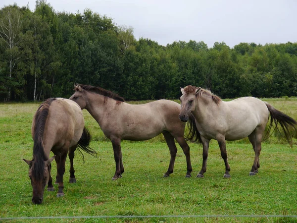 Piękny Widok Brązowe Dzikie Konie Trawiastym Polu Wsi — Zdjęcie stockowe