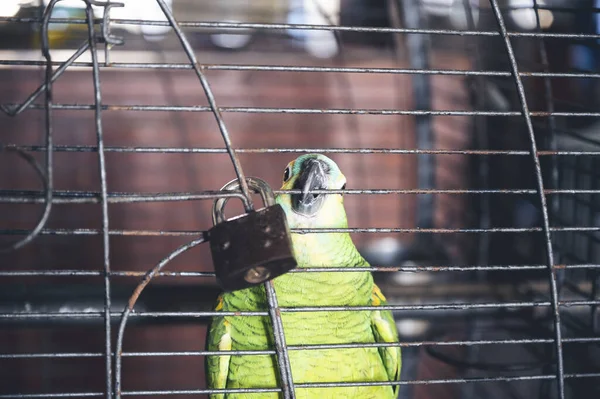 Gros Plan Perroquet Vert Dans Cage — Photo