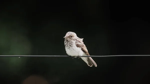 Eine Nahaufnahme Eines Fliegenfischers Der Auf Einem Draht Auf Dunklem — Stockfoto