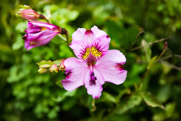 Eine Nahaufnahme Der Blühenden Schönen Rosa Peruanischen Lilienblüte Garten — Stockfoto