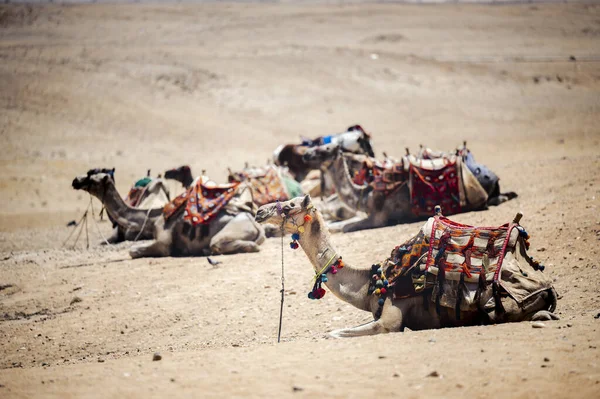 Kleurrijk Gezadelde Kamelen Wachten Toeristen Die Het Woestijnzand Liggen — Stockfoto