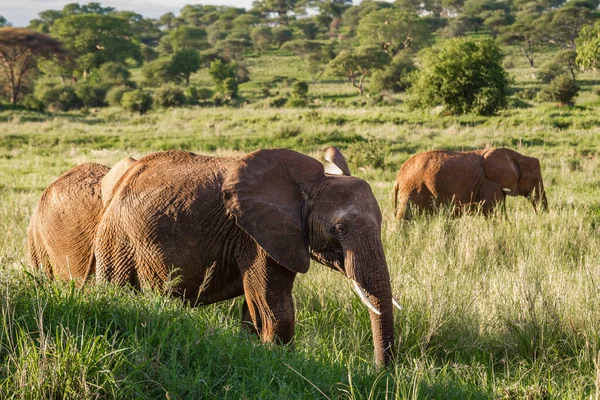 탄자니아의 과이어 공원의 초원에 아름다운 코끼리들 — 스톡 사진