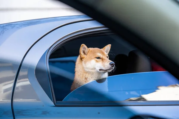 Selective Focus Shot Cute Shiba Inu Looking Out Car Window — Stock Photo, Image