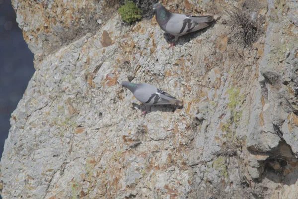 Una Vista Panorámica Las Palomas Roca Posadas Sobre Una Superficie — Foto de Stock