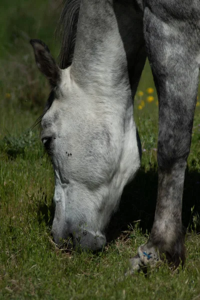 Vertical Shot Gray Horse Grazing Grass Field — Stock Photo, Image