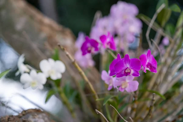 Ett Selektivt Fokus Lila Orkidã Blommor Trã Dgã Mot Suddig — Stockfoto