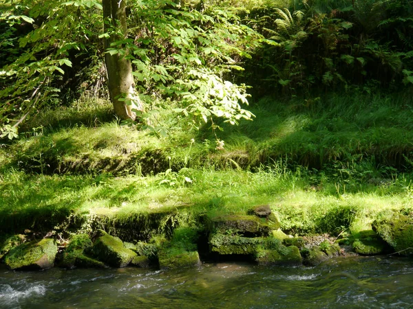 Una Hermosa Vista Del Río Rocoso Que Fluye Rodeado Verdes —  Fotos de Stock