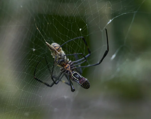 Mise Point Sélective Une Araignée Cousant Une Toile — Photo