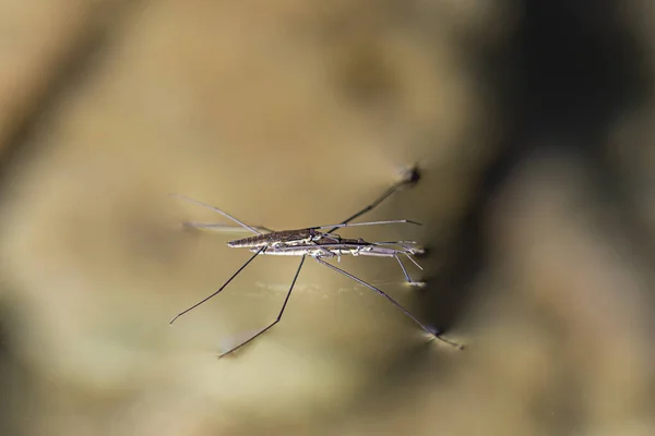 Macro Shot Crane Flies Mating Blurred Background Sunny Forest — Stock Photo, Image