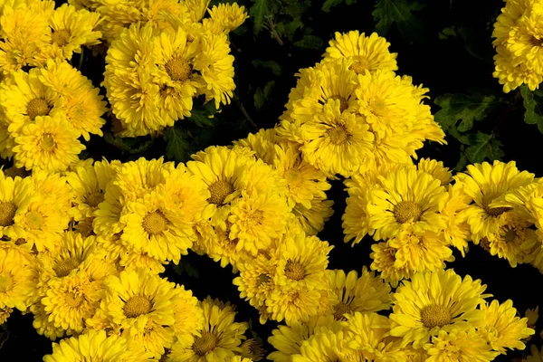 Közeli Kép Egy Csomó Sárga Krizantém Virágok Köztársaság Nap Kertészeti — Stock Fotó