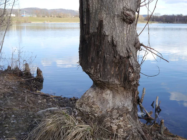 Zbliżenie Starego Pół Ściętego Drzewa Skraju Jeziora — Zdjęcie stockowe