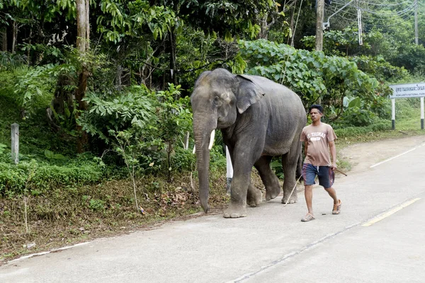Краби Тайланд Декабря 2014 Азиатский Слон Elephas Maximus Человеком Используемым — стоковое фото