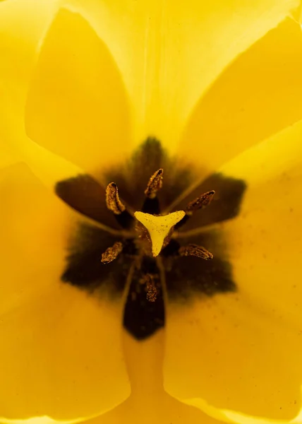 Una Macro Toma Del Pistilo Una Flor Amarilla — Foto de Stock