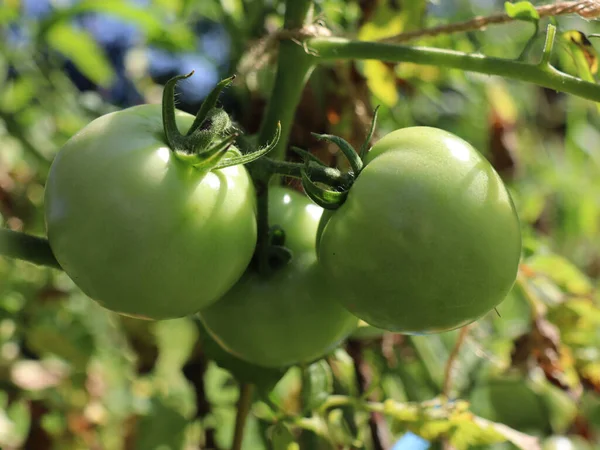 Närbild Växande Färska Gröna Tomaterna Trädgården — Stockfoto