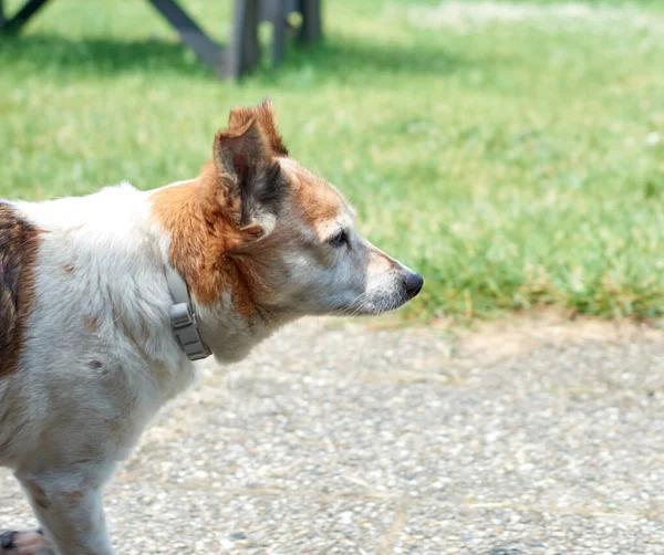 Egy Közeli Kép Egy Aranyos Kutyáról Parkban — Stock Fotó