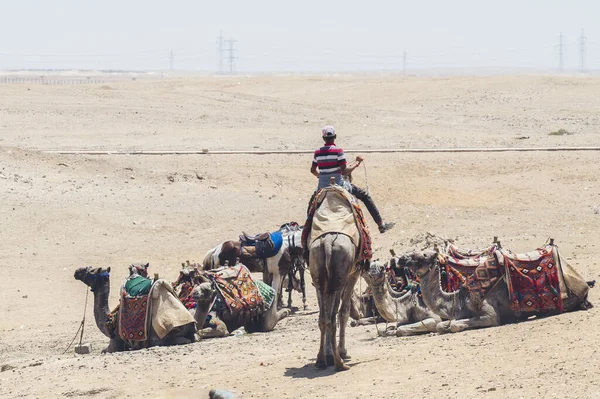 Кольорові Сідласті Верблюди Чекають Туристів Які Лежать Пустельному Піску — стокове фото