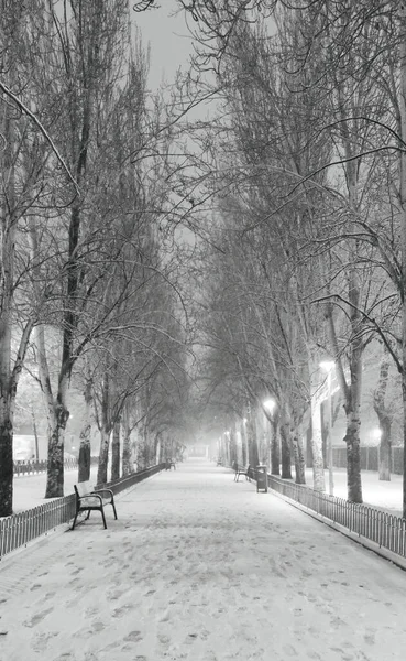 公園の雪に覆われた木々に囲まれた歩道の垂直ショット — ストック写真