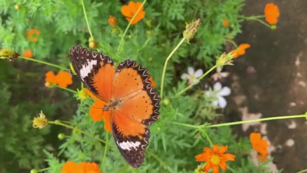 Turuncu Çiçekte Kelebek — Stok video