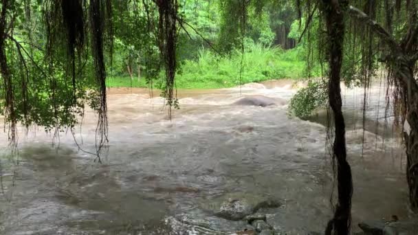 Hermosa Vista Del Bosque — Vídeos de Stock