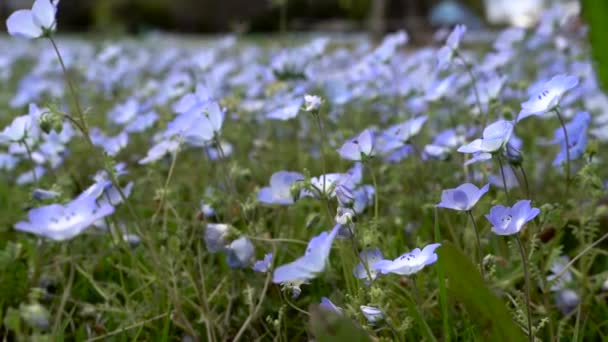 Красиві Квіти Саду — стокове відео