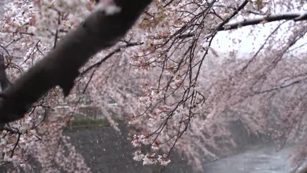 Vackra Vårblommor Trädgården — Stockvideo