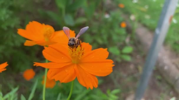 Schöne Blumen Blumiges Konzept Hintergrund — Stockvideo