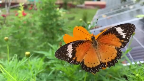 Borboleta Uma Flor — Vídeo de Stock