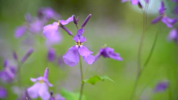 Mooie Paarse Bloemen Tuin — Stockvideo